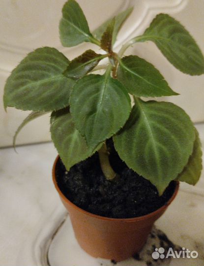 Комнатные цветы