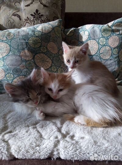 Отдам котят в добрые руки