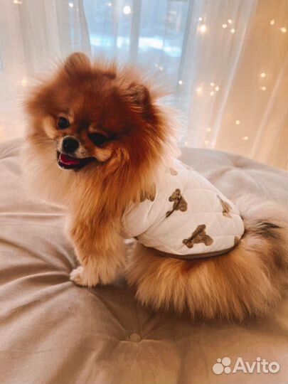 Жилетка для собак на клипсах в размере L