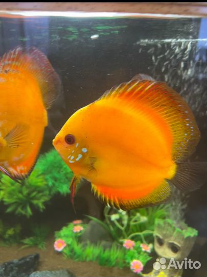 Аквариумные рыбки и аквариум