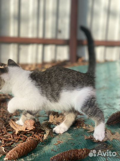 Котик в добрые руки