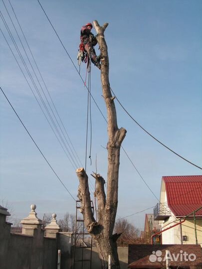 Спил деревьев любой сложности