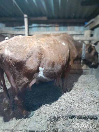 Коровы дойные молочные