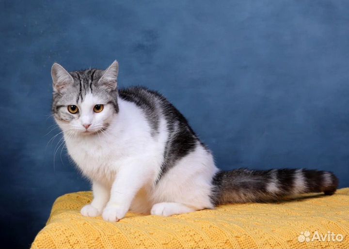Ищет дом молодая кошечка Кати