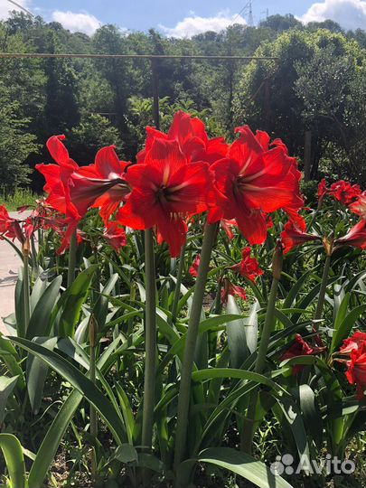 Гиппеаструм