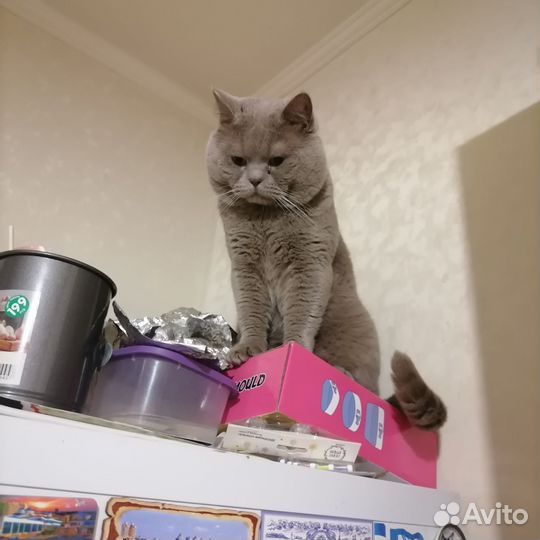 Отдам кота в добрые руки