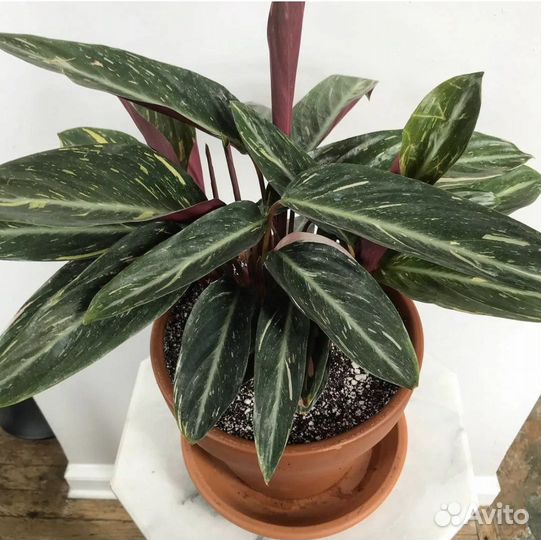 Калатея, строманта мэджик стар