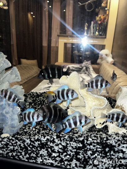 Фронтоза Бурунди