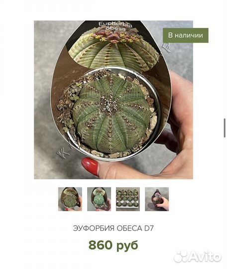 Кактусы Италия