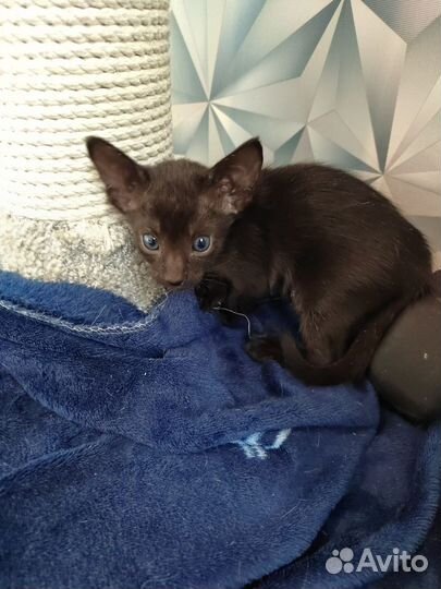 Ориентальные котята