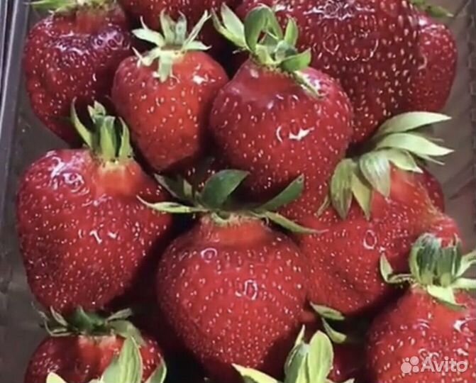 Рассада клубники и клюквы крупноплодной