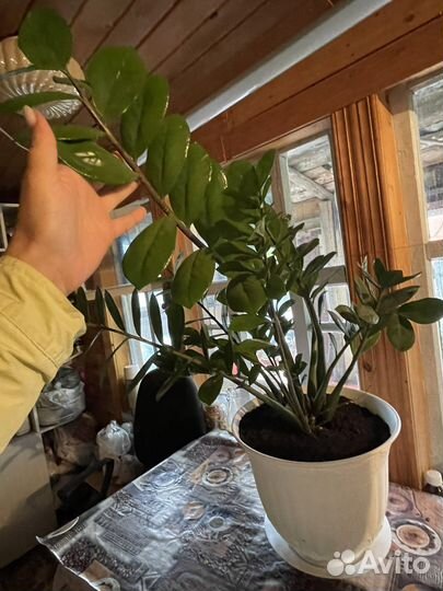 Замиокулькас