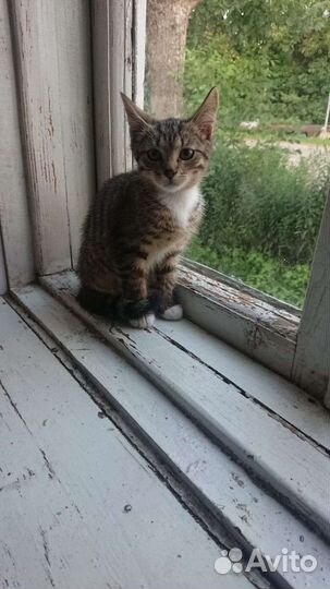 Кошка в дар бесплатно
