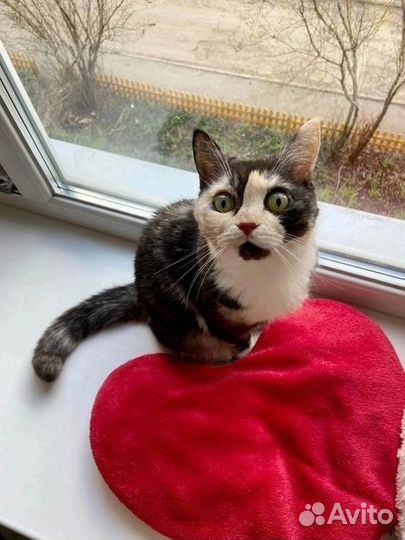 Кошка в добрые руки