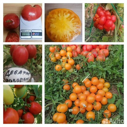 Семена томатов сортовые
