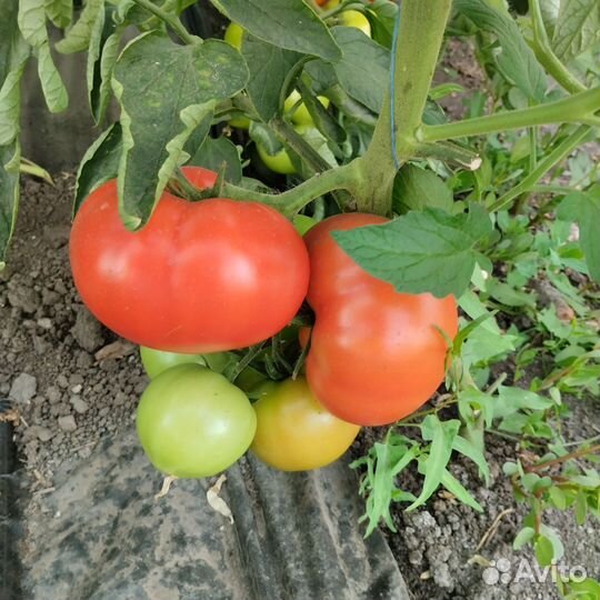Помидоры домашние
