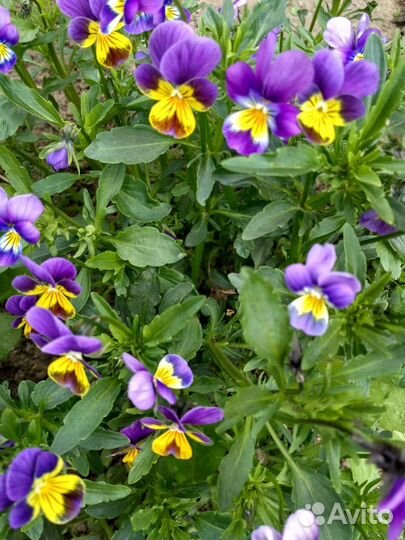 Садовые многолетние цветы, кустарники