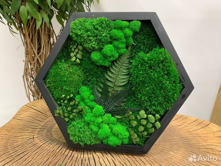 Стабилизированный Мох.Озеленение.Фитостена.Ремонт