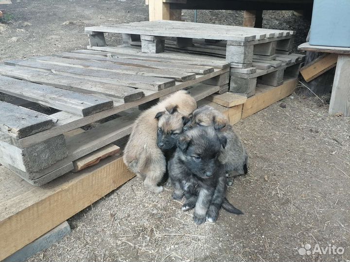 Щенки в добрые руки