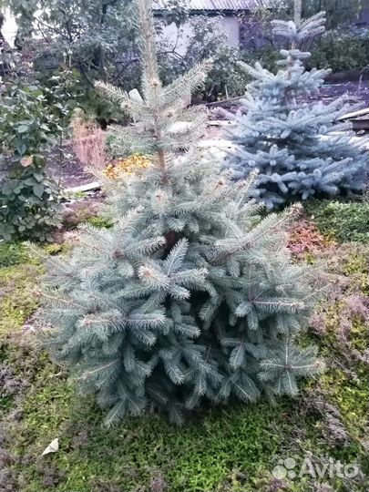 Голубая и зелёная ель