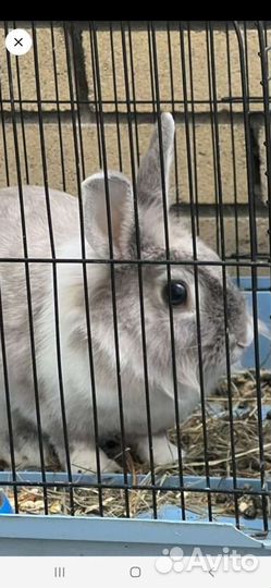 Передержка для животных. Гостиница