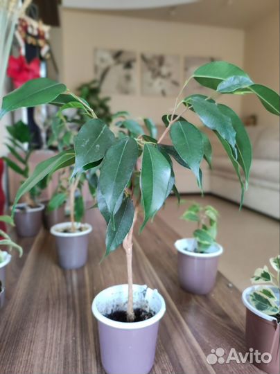 Фикус бенджамина