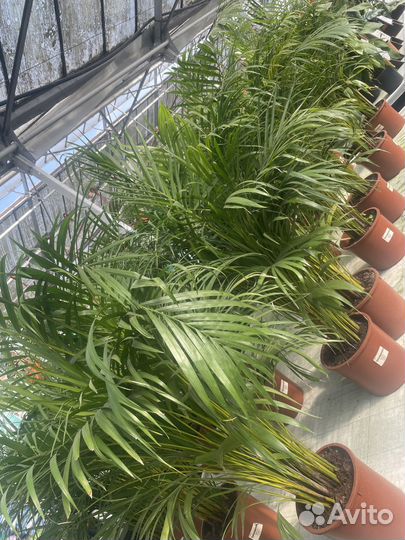 Пальма арека комнатные цветы