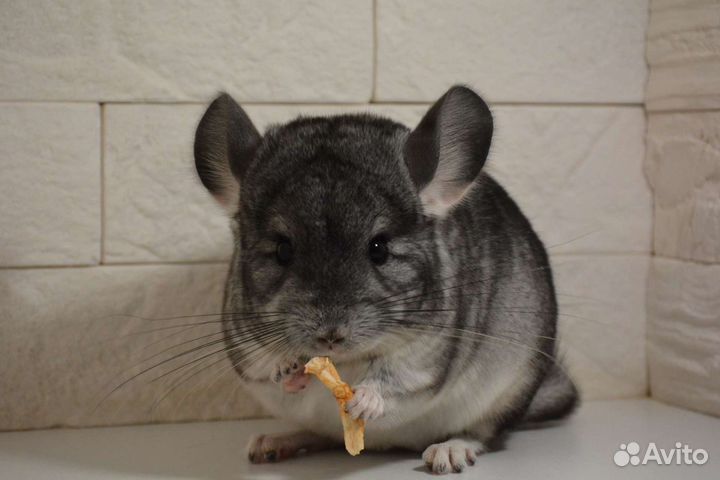 Шиншиллы малыши