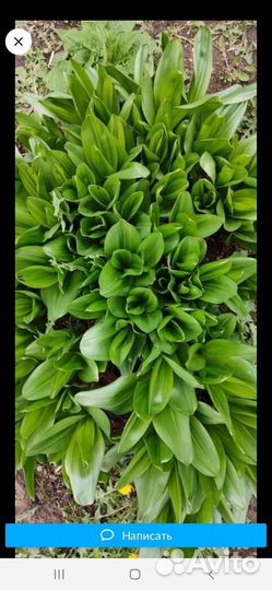 Монарда, безвременник, маргаритки, и другие