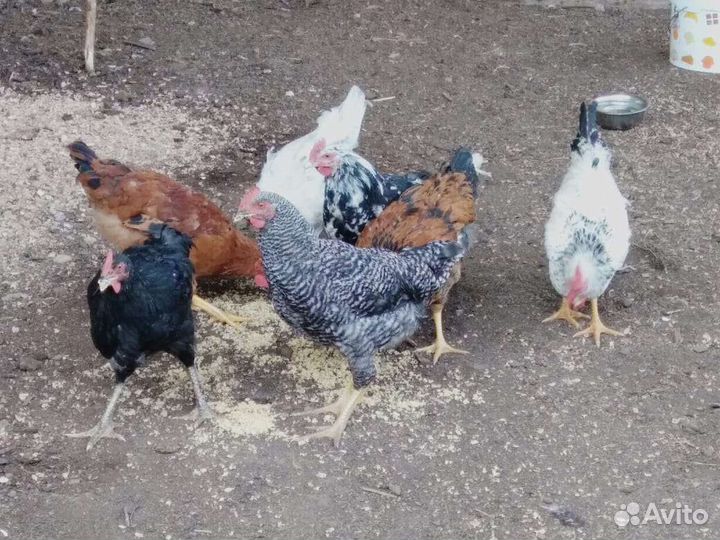 Петушки