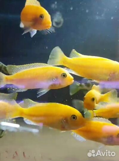 Малавийские цихлиды Аквариумные рыбки в ассорти