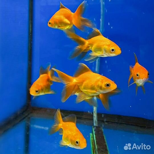 Аквариумные рыбки и растения