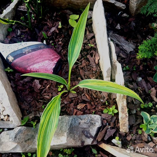 Хоста редкие сорта