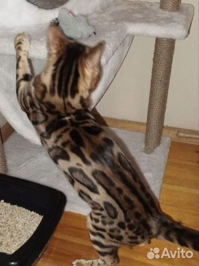 Бенгальский кот