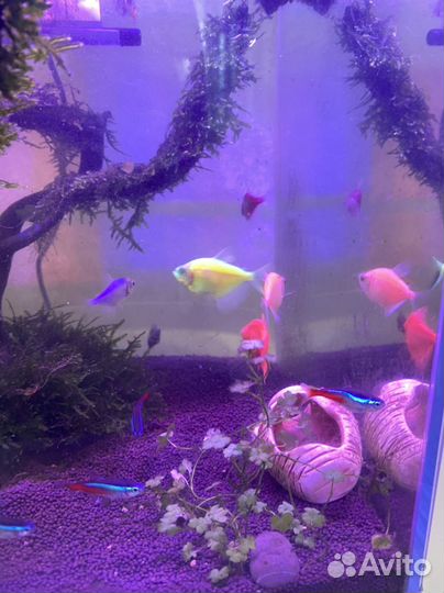 Аквариум со всем содержимым