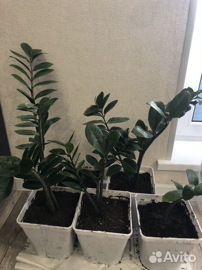 Замиокулькас