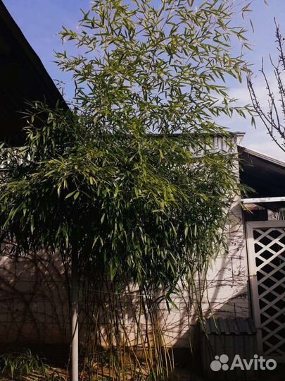 Бамбук вечнозелёный (Китайский) Филлостахис