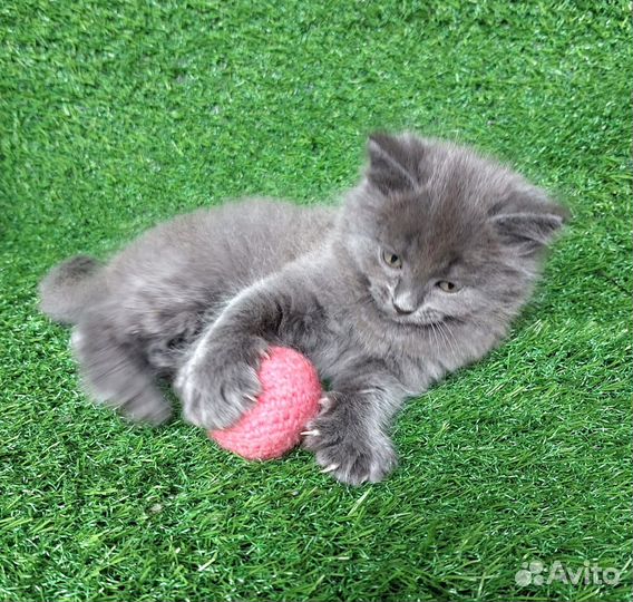 Котёнок Сильвер британец