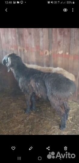 Гисарские бараны