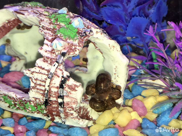 Улитки катушки аквариумные