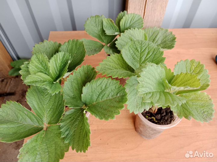 Саженцы клубники Чамора Туруси