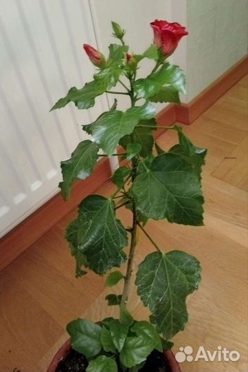 Гибискус китайская роза