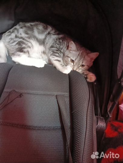 Котик на вязку