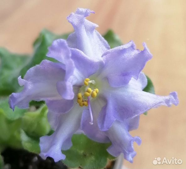 Фиалка (листы с детками)