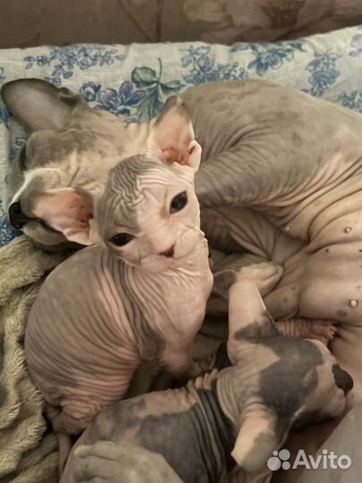 Канадский сфинкс котята