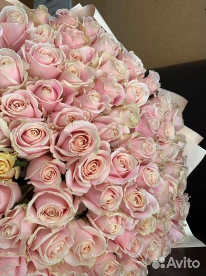 101роза по братски 60см