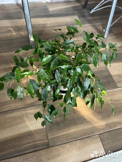 Фикусы Бенджамина