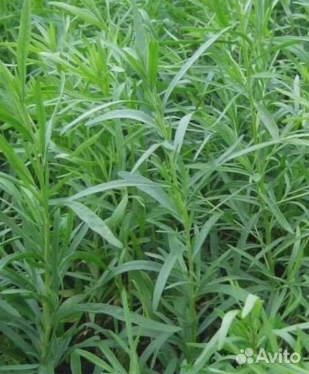 Эстрагон тархун