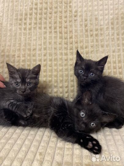 Котята