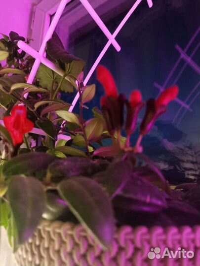 Эсхинантус